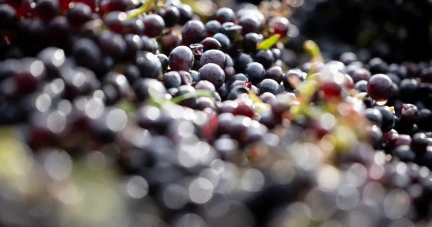600-year-old pinot noir grape seed found in medieval hospital