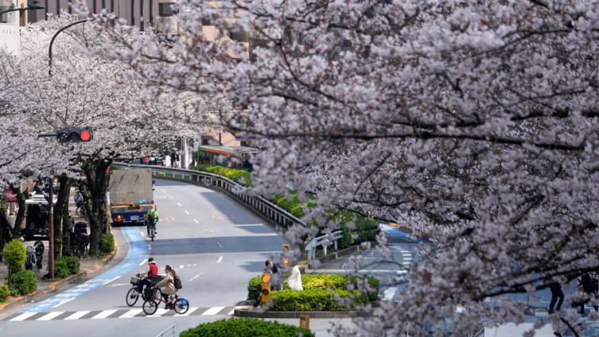 Japan welcomes sakura season with cherry blossoms in full bloom