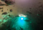 Salmon exposed to cocaine swim almost twice as far, study shows