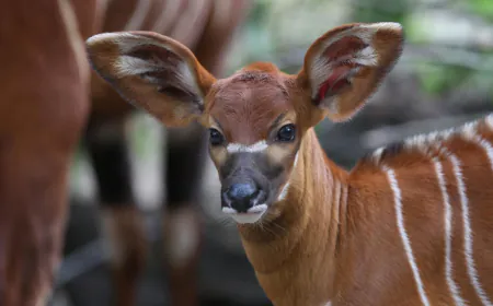 'Homecoming': Critically endangered antelopes returned to Kenyan forests from Czech zoo