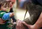 New Zealand's kiwi bird returns to Wellington hills after a century-long absence