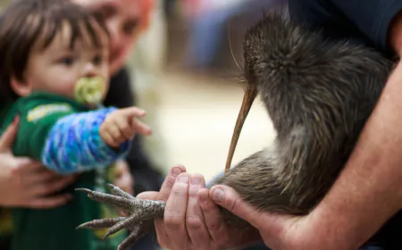 New Zealand's kiwi bird returns to Wellington hills after a century-long absence