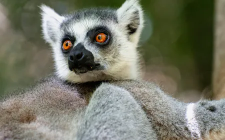 Wild Swimming and Stargazing in Madagascar’s Grand Canyon