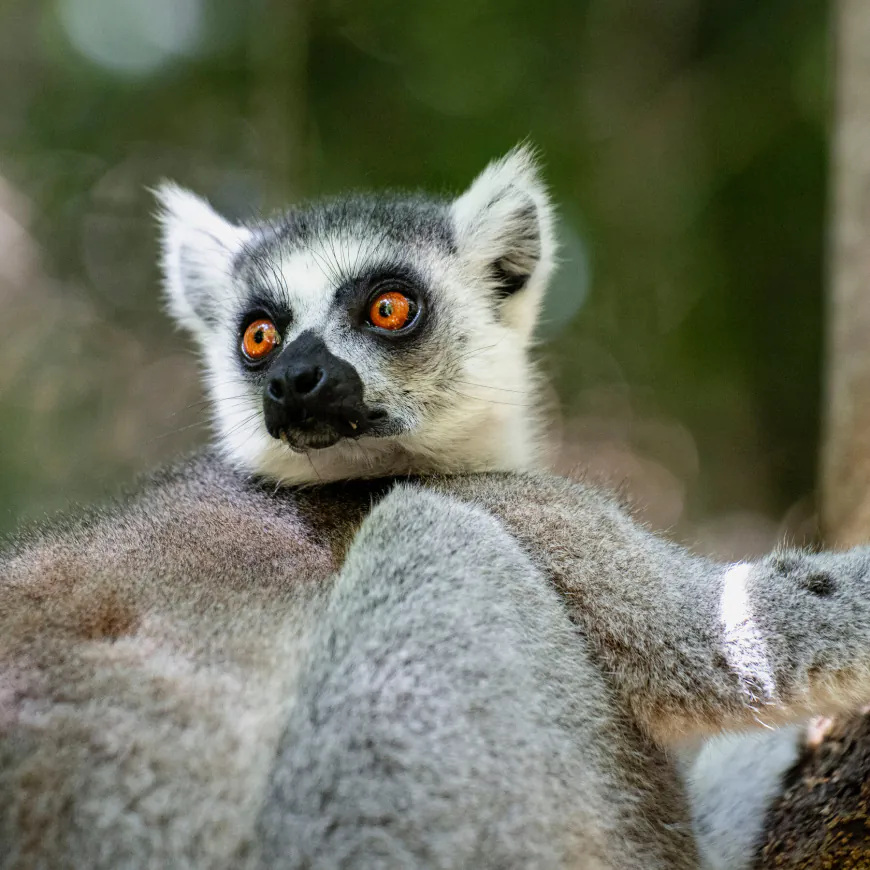 Wild Swimming and Stargazing in Madagascar’s Grand Canyon