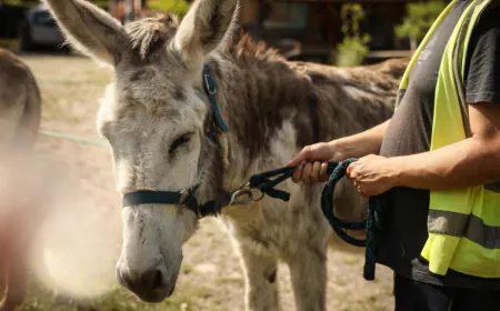 'Animal medicine': Therapy donkeys help patients at French psychiatric hospital