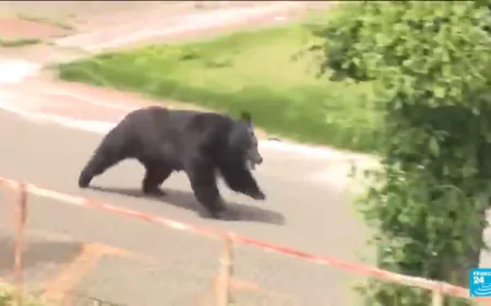 Japan city relieved as bear caught after roaming streets for days