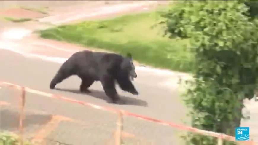 Japan city relieved as bear caught after roaming streets for days