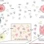 Metal-ion coating improves extracellular vesicles for cancer detection and targeted delivery