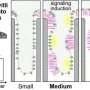 Nanopores can activate human T cells without biochemical signals