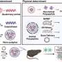 Helical nanoparticles trigger cancer alarms and deliver gene therapy