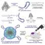 Combined nanoparticle and internal laser method could make cancer therapy less invasive