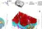 First 3D nanoscale maps of human airway epithelium reveal hidden architecture of lung defense cells