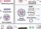 Helical nanoparticles trigger cancer alarms and deliver gene therapy
