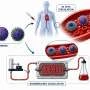 What happens to nanoparticles when they enter the bloodstream?