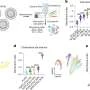 Fluorescent nanosensors help distinguish between healthy and diseased immune cells in blood samples