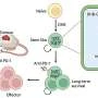 Oral nanomedicine improves cancer immunotherapy by harnessing gut bacterial metabolite