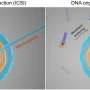 DNA origami nanosyringe actively transports molecules into synthetic cells