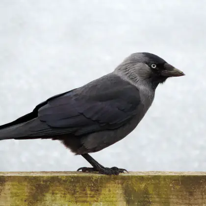 Crow