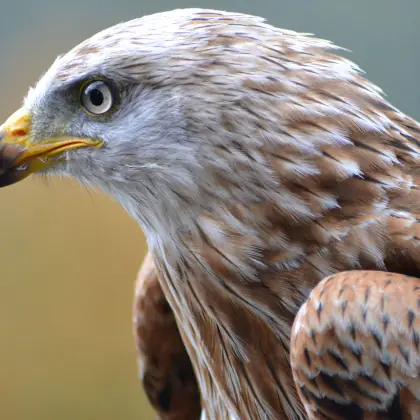 Eagle