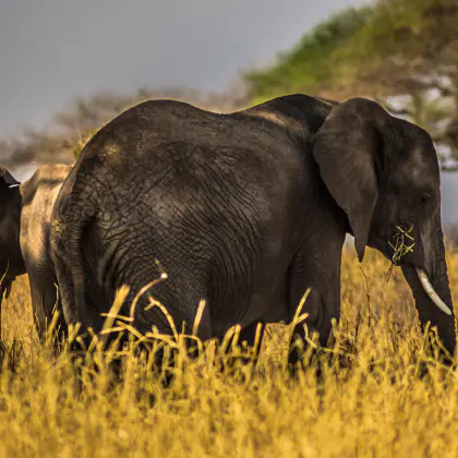Elephant