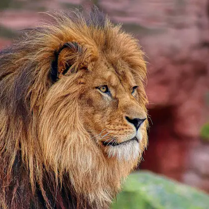 Lion