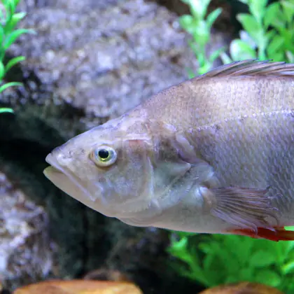 Perch