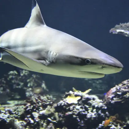 Shark