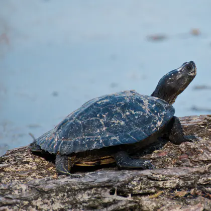 Turtle