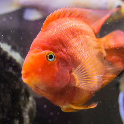 Goldfish